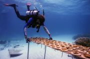 Programa Restauración de Corales Fundación Grupo Puntacana
